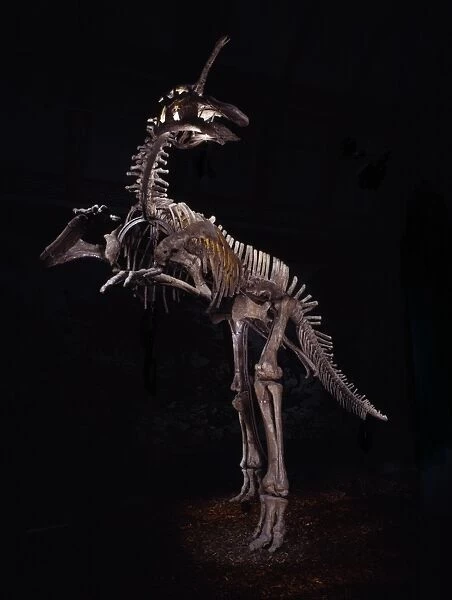 Tsintaosaurus. This dinosaur duck-billed and herbivorous