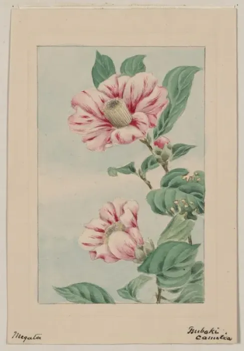 Framed Print : Tsubaki camelia i. e. camellia Framed Print : Tsubaki camelia i. e. camellia