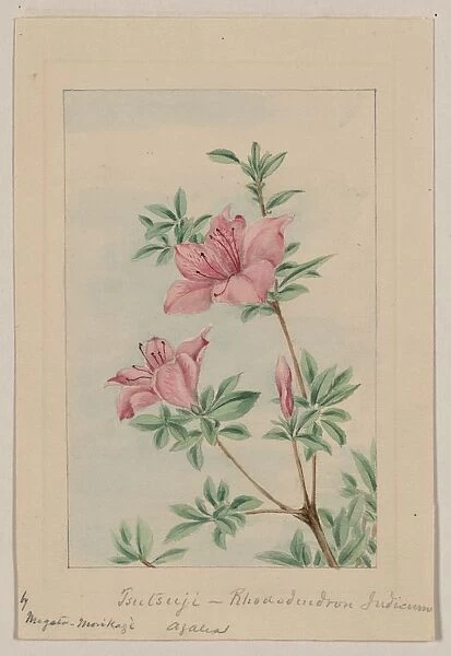 Tsutsuji rhododendron Judicum - azalea