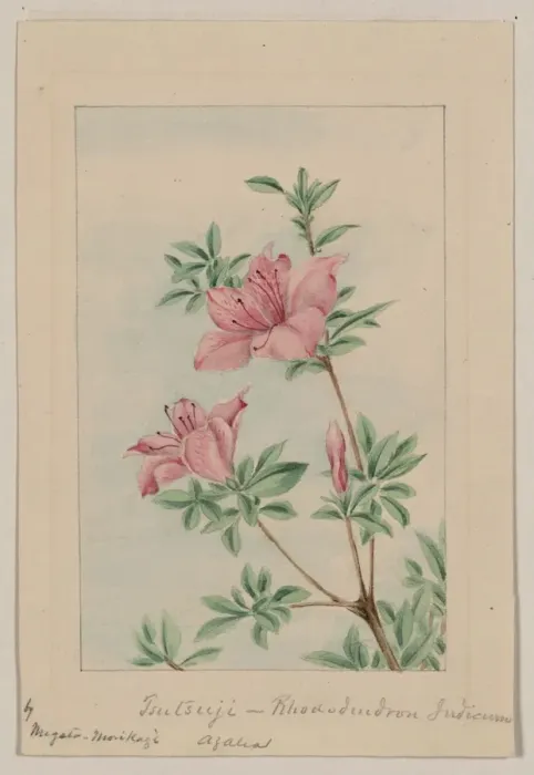 Framed Print : Tsutsuji rhododendron Judicum - azalea Framed Print : Tsutsuji rhododendron Judicum - azalea