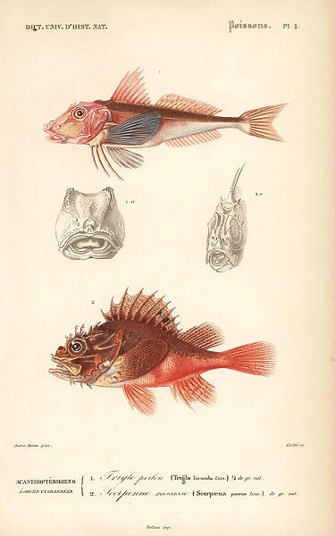 Tub gurnard and black scorpion-fish