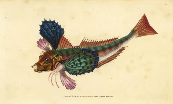 Framed Print : Tub gurnard, Chelidonichthys lucerna Framed Print : Tub gurnard, Chelidonichthys lucerna