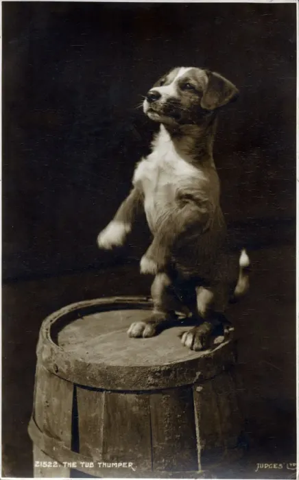 Framed Print : The Tub Thumper - a small Jack Russell terrier puppy rears up expectantly on hind legs Framed Print : The Tub Thumper - a small Jack Russell terrier puppy rears up expectantly on hind legs