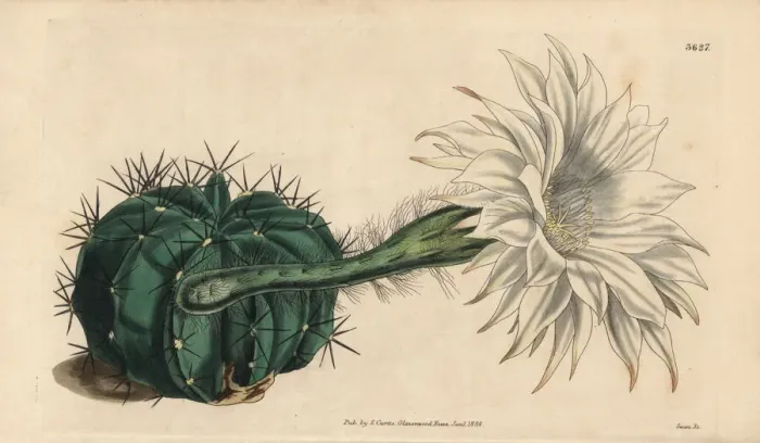 Framed Print : Tube flowered spine cactus, Echinocactus tubiflorus Framed Print : Tube flowered spine cactus, Echinocactus tubiflorus