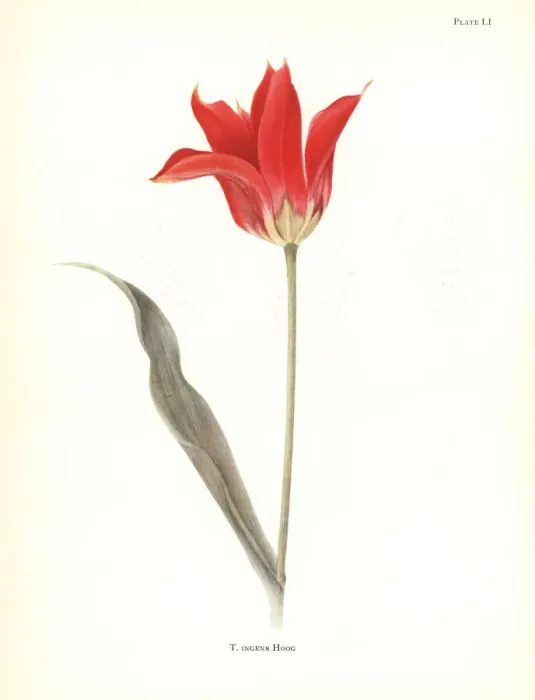 Framed Print : Tubergens tulip, Tulipa ingens. Tubergen s Framed Print : Tubergens tulip, Tulipa ingens. Tubergen s