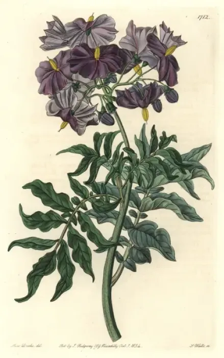 Framed Print : Tuberless solanum, Solanum etuberosum Framed Print : Tuberless solanum, Solanum etuberosum