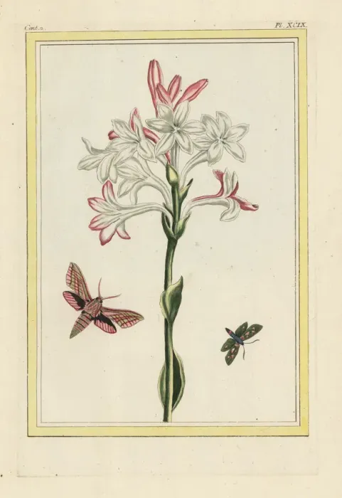 Framed Print : Tuberose, Polianthes tuberosa Framed Print : Tuberose, Polianthes tuberosa
