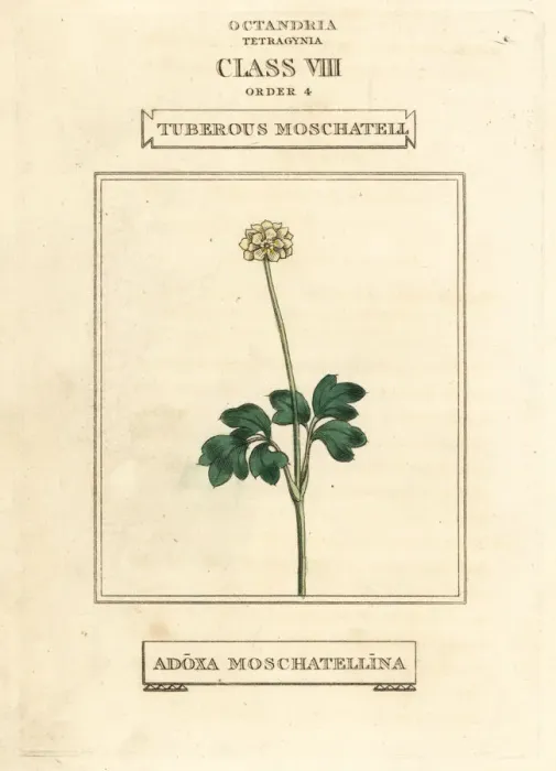 Framed Print : Tuberous moschatel, Adoxa moschatellina Framed Print : Tuberous moschatel, Adoxa moschatellina