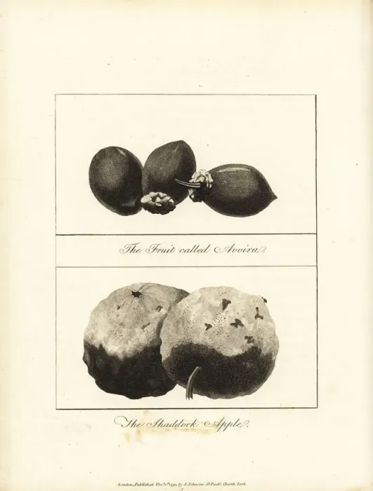 Framed Print : Tucuma and pomelo fruit Framed Print : Tucuma and pomelo fruit