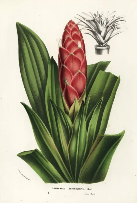 Framed Print : Tufted airplant, Guzmania erythrolepis Framed Print : Tufted airplant, Guzmania erythrolepis