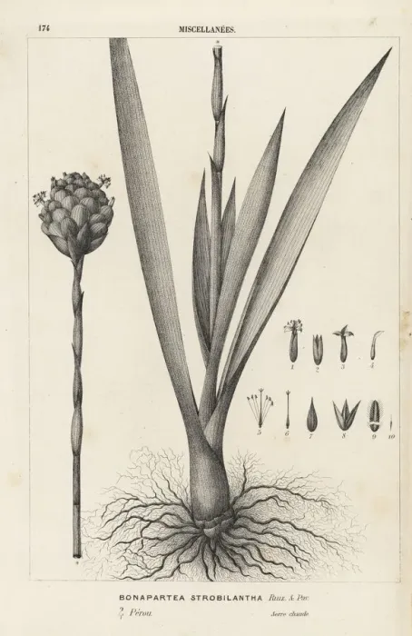 Framed Print : Tufted airplant, Guzmania strobilantha Framed Print : Tufted airplant, Guzmania strobilantha