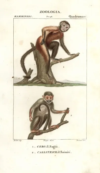 Framed Print : Tufted capuchin, Sapajus apella, and squirrel Framed Print : Tufted capuchin, Sapajus apella, and squirrel