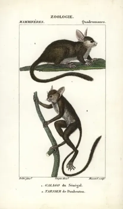 Framed Print : Tufted capuchin, Sapajus apella, and squirrel Framed Print : Tufted capuchin, Sapajus apella, and squirrel