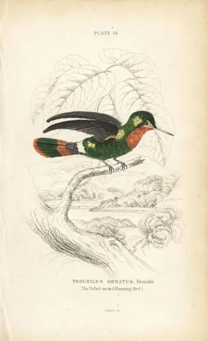 Framed Print : Tufted coquette, Lophornis ornatus, female Framed Print : Tufted coquette, Lophornis ornatus, female