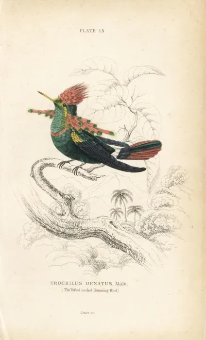 Framed Print : Tufted coquette, Lophornis ornatus, male Framed Print : Tufted coquette, Lophornis ornatus, male