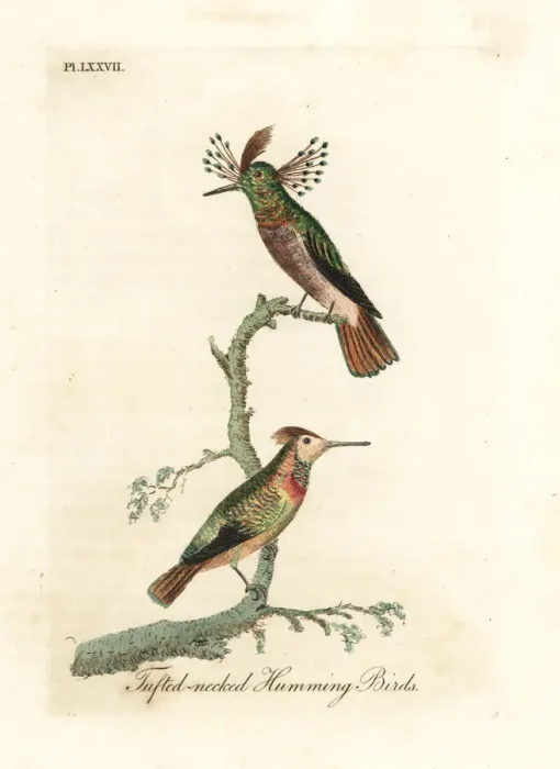 Framed Print : Tufted coquettes, Lophornis ornatus Framed Print : Tufted coquettes, Lophornis ornatus