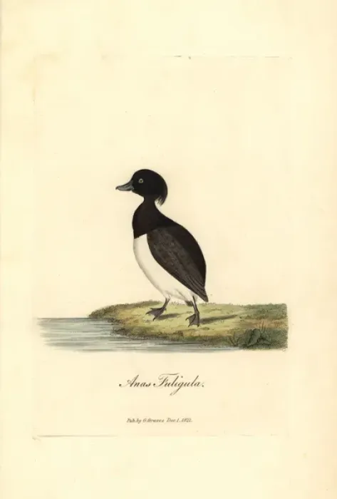 Framed Print : Tufted duck, Aythya fuligula Framed Print : Tufted duck, Aythya fuligula