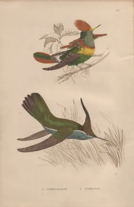 Framed Print : Tufted-necked hummingbird, Trochilus ornatus