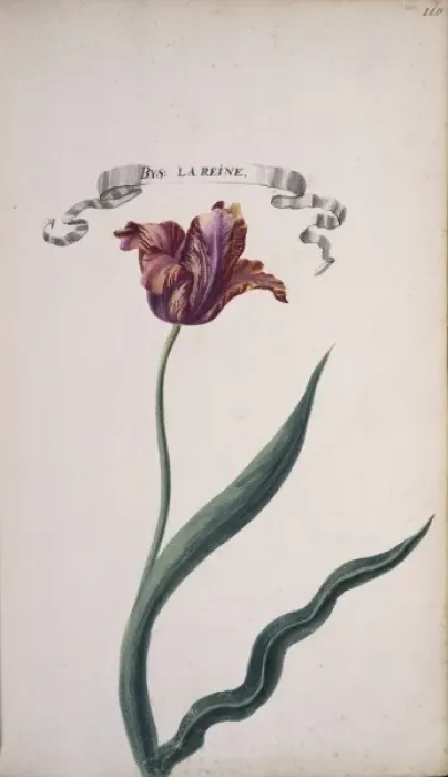 Framed Print : Tulip cultivar, tulip Framed Print : Tulip cultivar, tulip