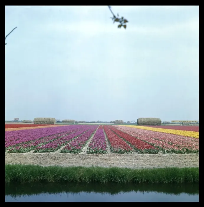Framed Print : Tulip Fields 1960S Framed Print : Tulip Fields 1960S