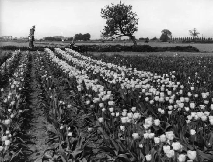 Framed Print : Tulip Fields Framed Print : Tulip Fields