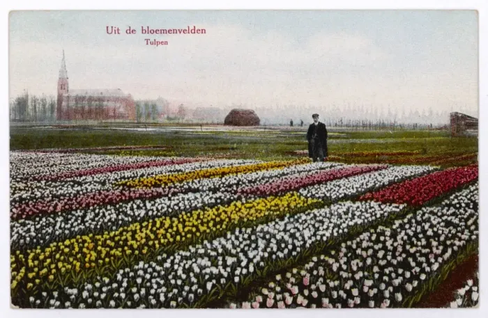 Framed Print : Tulip Fields, Dutch Framed Print : Tulip Fields, Dutch
