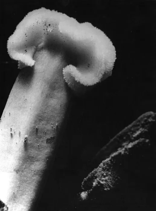 Framed Print : A tulip stamen, magnified about ten times more than its natural size Framed Print : A tulip stamen, magnified about ten times more than its natural size