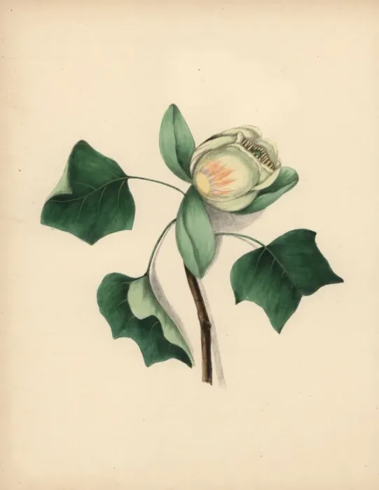 Framed Print : Tulip tree blossom, Liriodendron tulipifera Framed Print : Tulip tree blossom, Liriodendron tulipifera