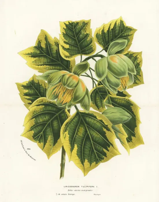 Framed Print : Tulip tree, Liriodendron tulipifera Framed Print : Tulip tree, Liriodendron tulipifera