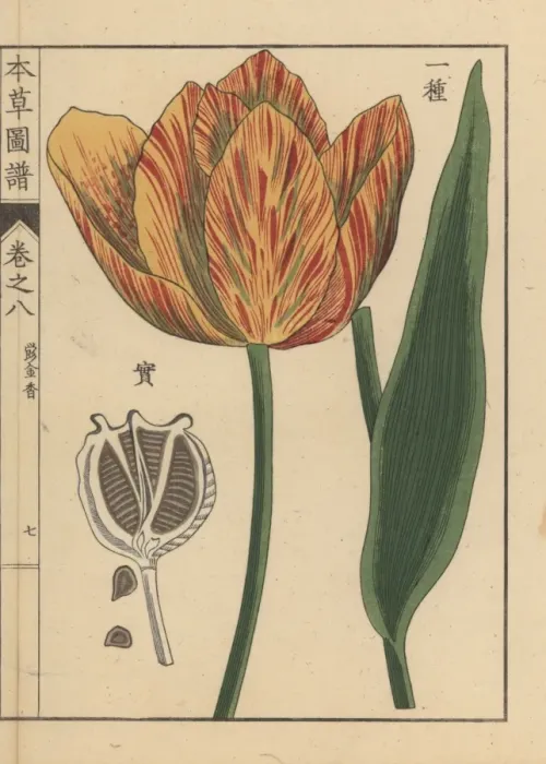 Framed Print : Tulip, Tulipa gesneria L Framed Print : Tulip, Tulipa gesneria L
