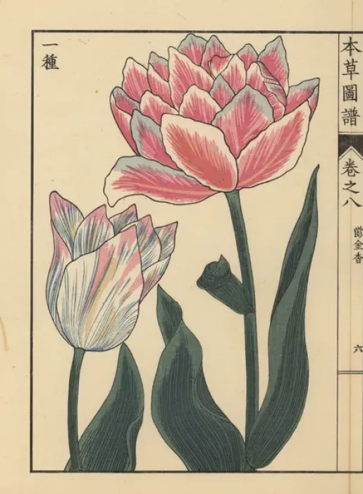 Framed Print : Tulip, Tulipa gesneria L flore pleno Framed Print : Tulip, Tulipa gesneria L flore pleno