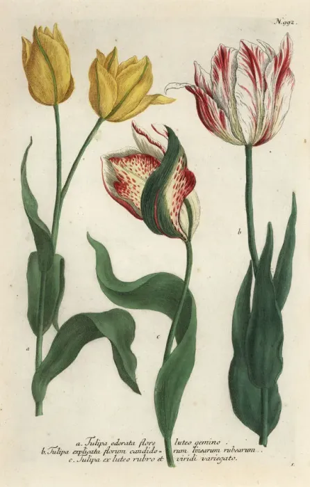 Framed Print : Tulip varieties, Tulipa gesneriana Framed Print : Tulip varieties, Tulipa gesneriana