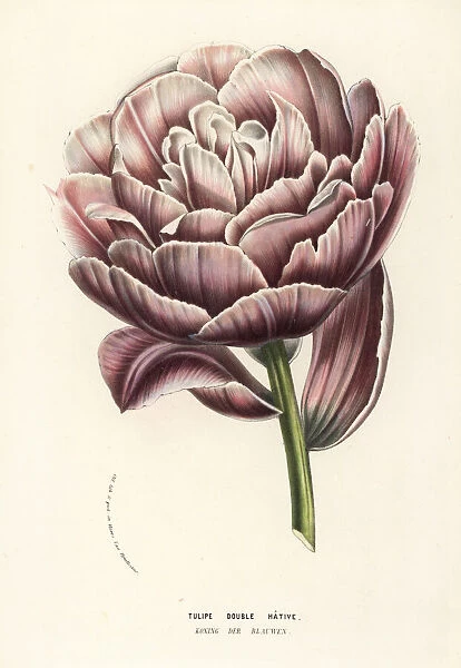 Tulip variety, Koning der Blauwen