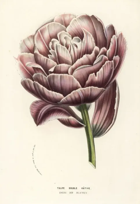 Framed Print : Tulip variety, Koning der Blauwen Framed Print : Tulip variety, Koning der Blauwen