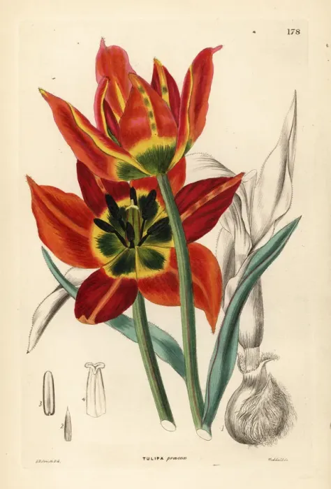 Framed Print : Tulipa agenensis Framed Print : Tulipa agenensis