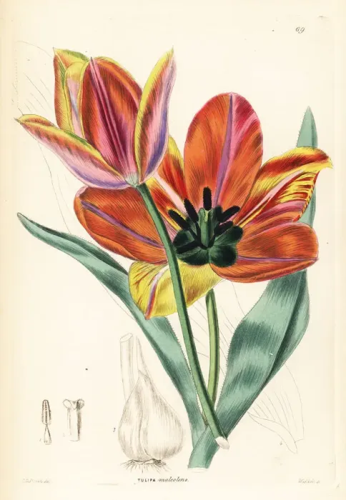 Framed Print : Tulipa agenensis Framed Print : Tulipa agenensis