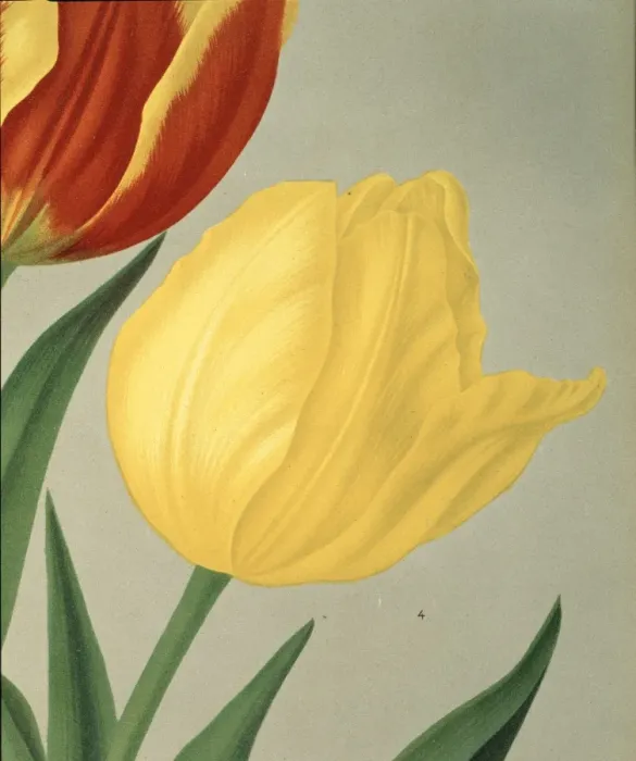 Framed Print : Tulipa chrijsolora, single early tulip Framed Print : Tulipa chrijsolora, single early tulip