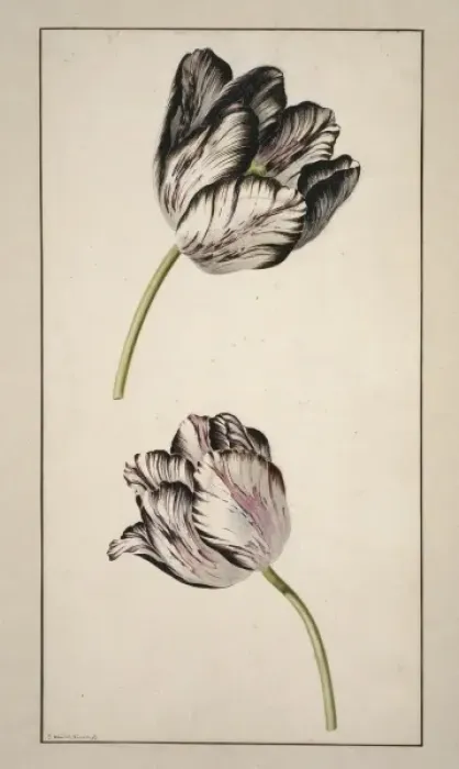 Framed Print : Tulipa cultivar, tulip