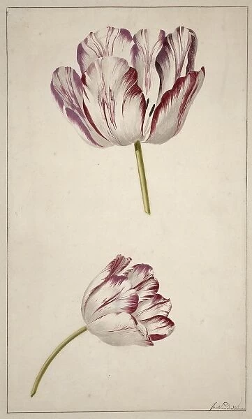 Tulipa cultivar, tulip