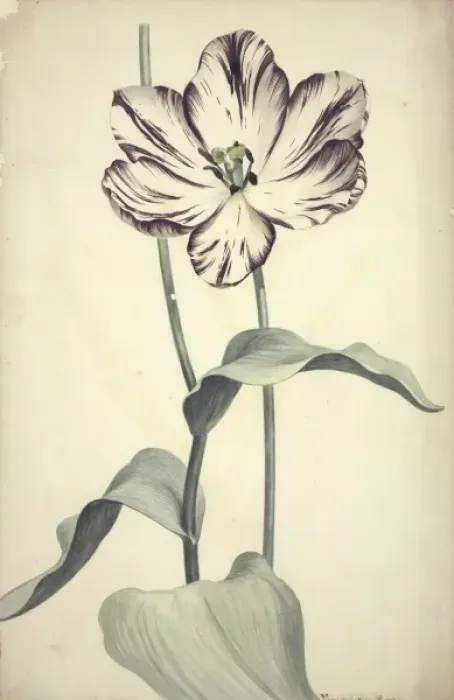 Framed Print : Tulipa cultivar, tulip Framed Print : Tulipa cultivar, tulip