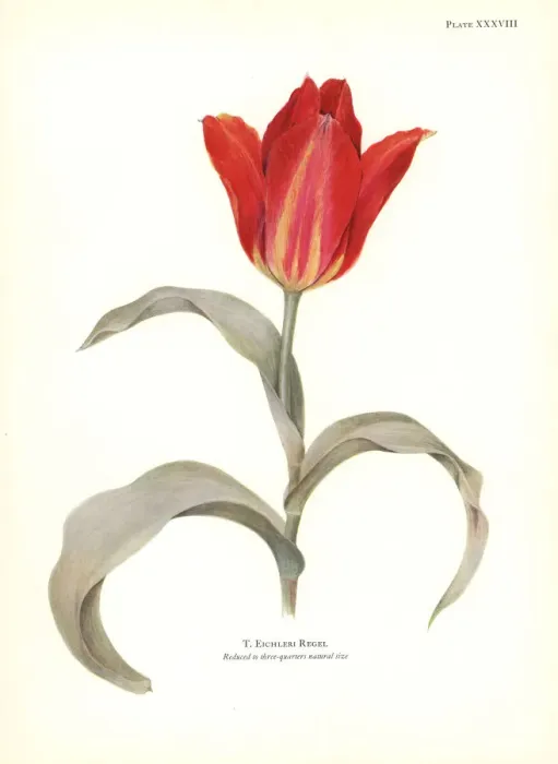 Framed Print : Tulipa eichleri Framed Print : Tulipa eichleri