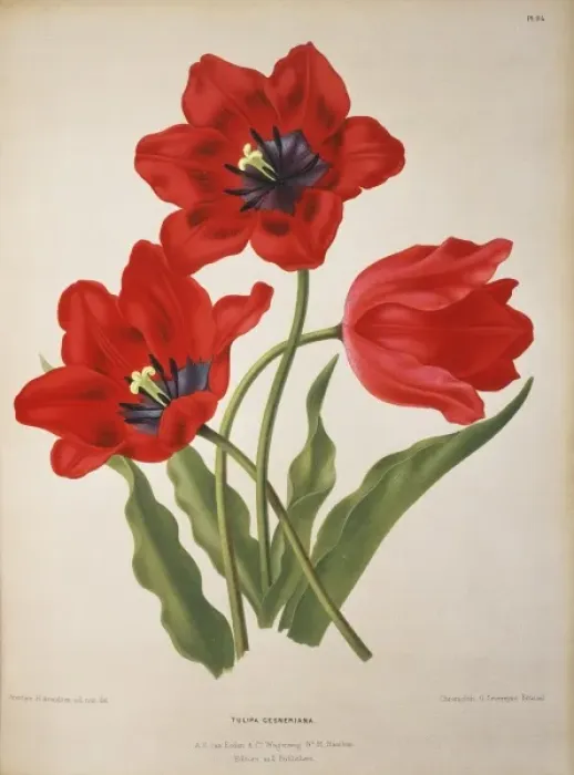 Framed Print : Tulipa gesneriana L. Didiers tulip Framed Print : Tulipa gesneriana L. Didiers tulip