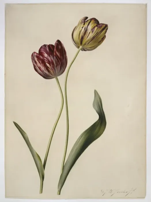 Framed Print : Tulipa gesneriana, tulip Framed Print : Tulipa gesneriana, tulip