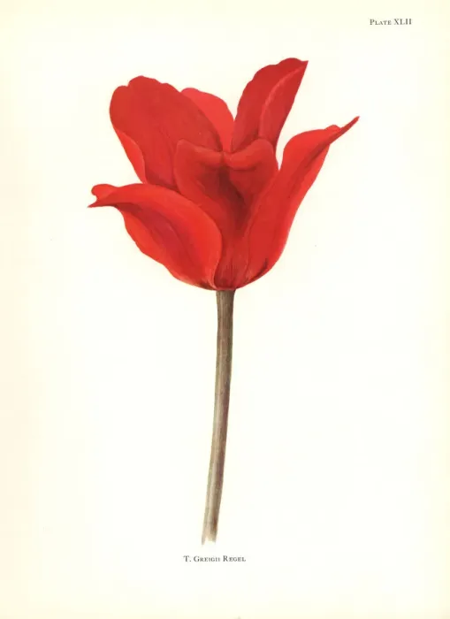 Framed Print : Tulipa greigii Framed Print : Tulipa greigii