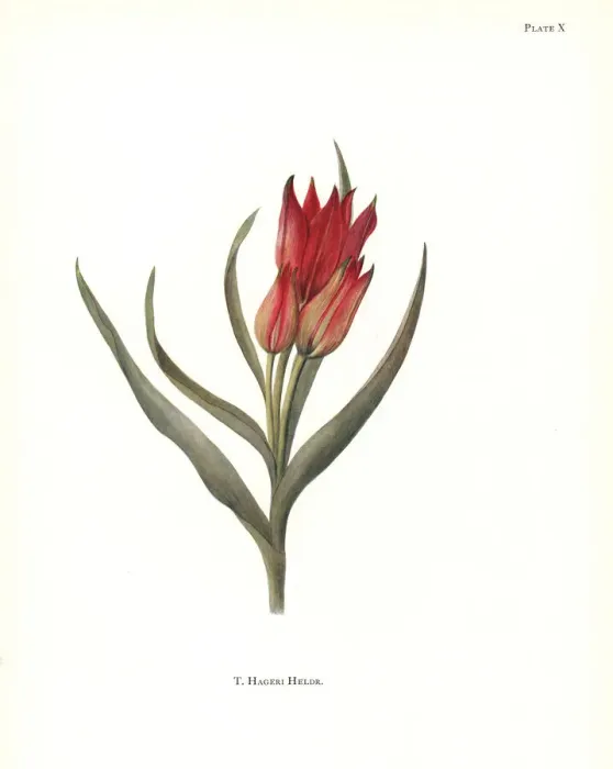 Framed Print : Tulipa hageri Framed Print : Tulipa hageri