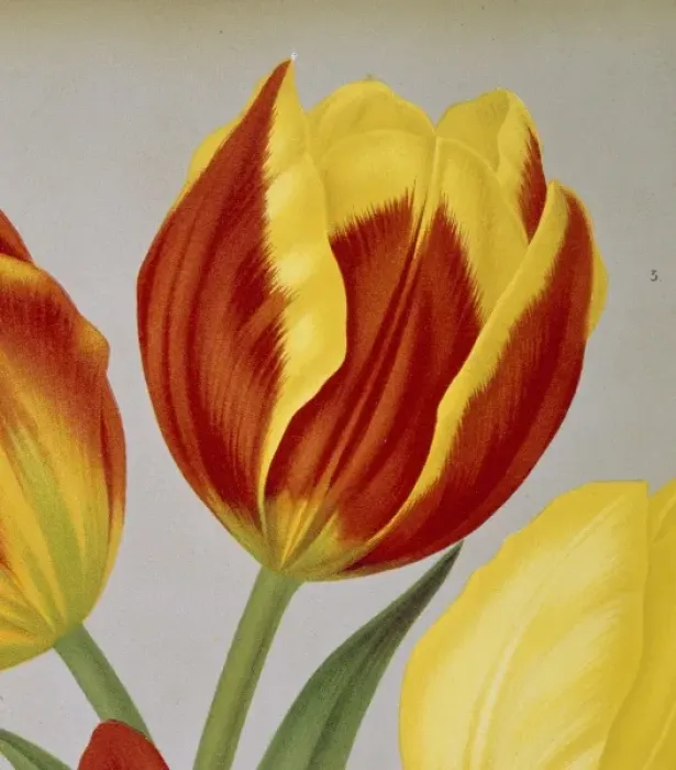 Framed Print : Tulipa keizerskroon, single early tulip Framed Print : Tulipa keizerskroon, single early tulip