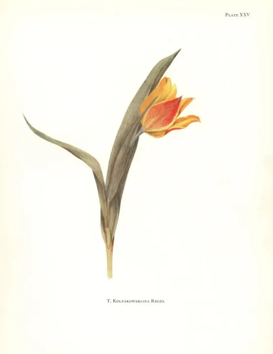 Framed Print : Tulipa kolpakowskiana Framed Print : Tulipa kolpakowskiana