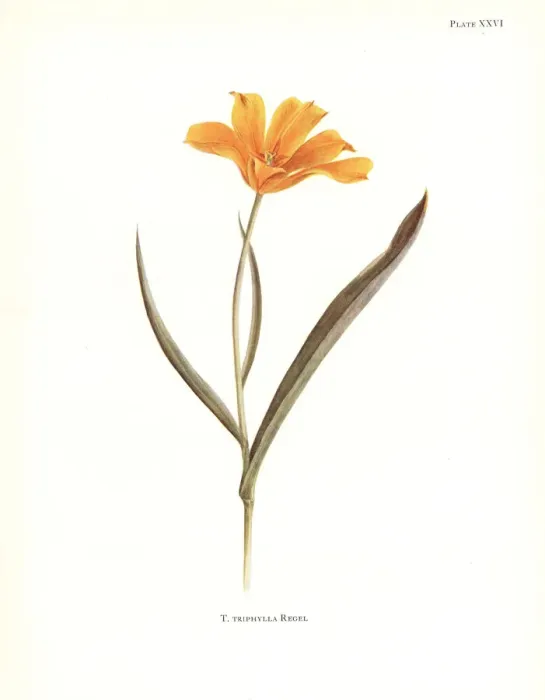Framed Print : Tulipa kolpakowskiana Framed Print : Tulipa kolpakowskiana