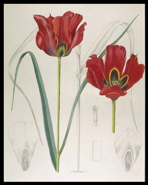 Tulipa Kuschkensis. RED TULIP