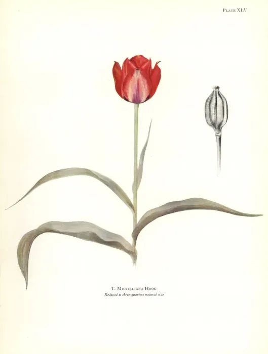 Framed Print : Tulipa micheliana Framed Print : Tulipa micheliana